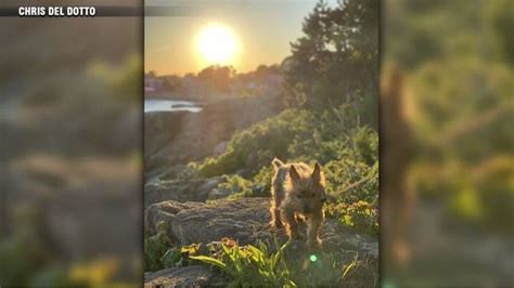 Heartbroken owner calling for change after beloved dog killed by coyote in Nahant